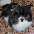 See profile of 